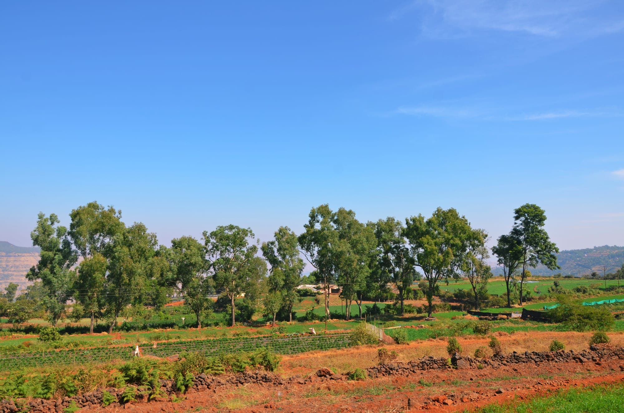 Strawberry Farms